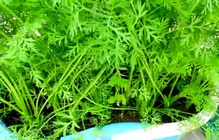 نحوه پرورش و برداشت هویج در خانه به روش کشاورز کره ای + ویدئو