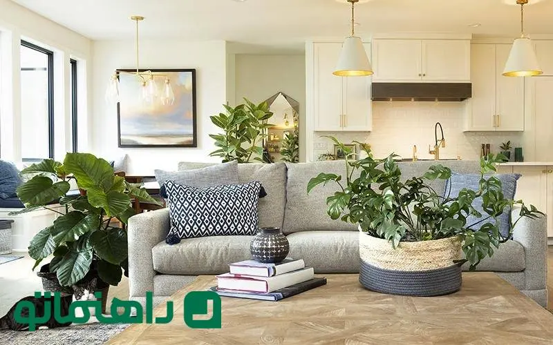 بهترین گیاهان آپارتمانی بزرگ برای دکوراسیون مدرن خانه‌ها