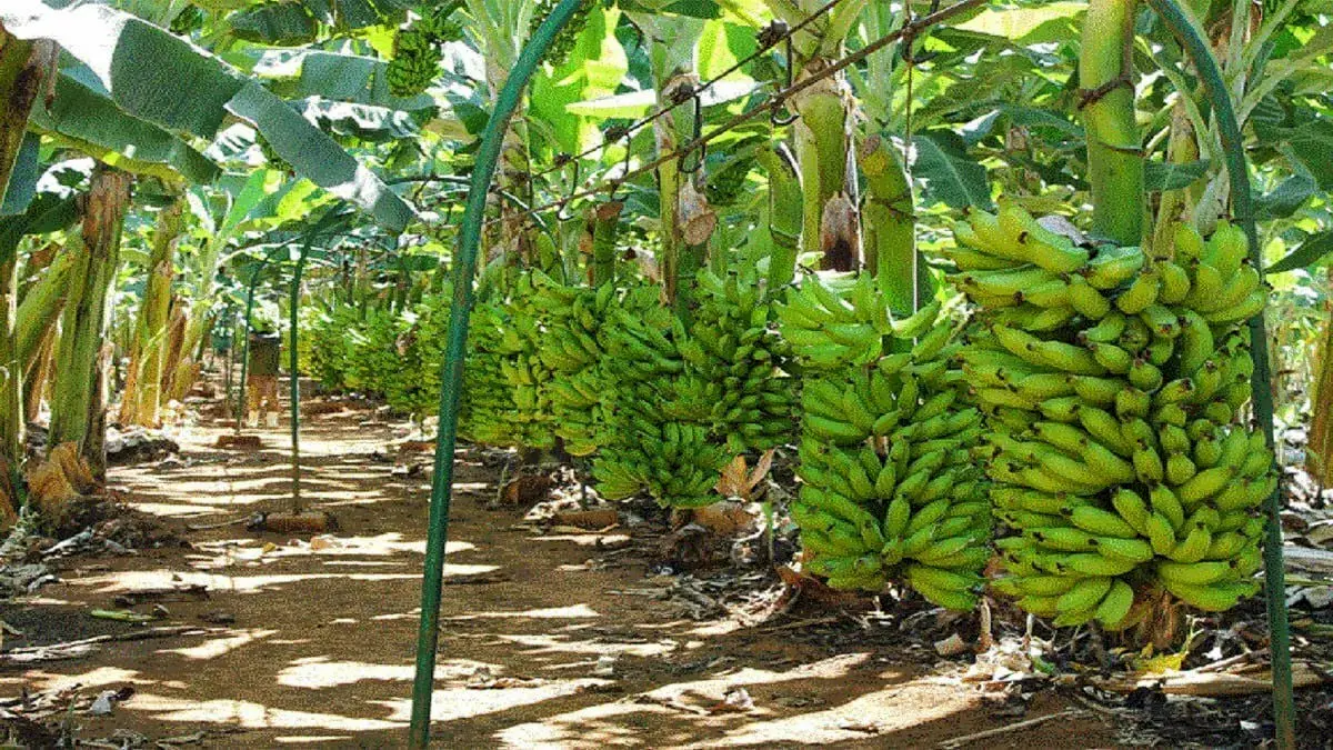 شهر موز ایران کجاست؟