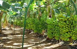 شهر موز ایران کجاست؟