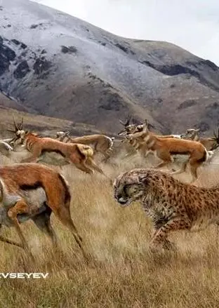 بزرگ‌ترین یوزپلنگ دنیا، به بزرگی یک ببر بنگال!