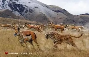 بزرگ‌ترین یوزپلنگ دنیا، به بزرگی یک ببر بنگال!