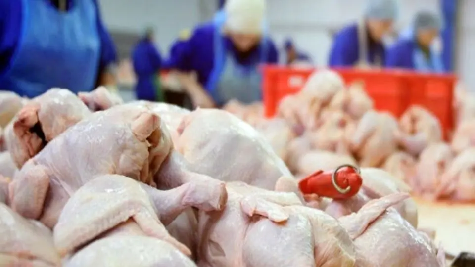 
قیمت گوشت مرغ، امروز سه شنبه ۲۳ بهمن ۱۴۰۳
