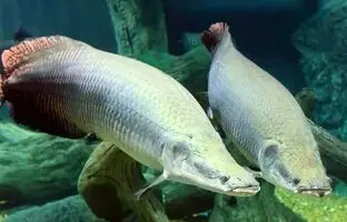 استفاده از ماهی واقعی برای نقاشی در ژاپن + ویدئو