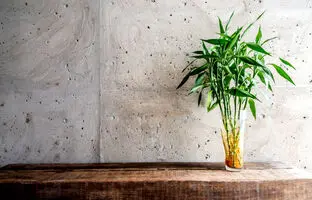 راهنمای حرفه‌ای خرید، مراقبت و نگهداری از گیاه بامبو