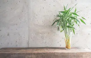 راهنمای حرفه‌ای خرید، مراقبت و نگهداری از گیاه بامبو