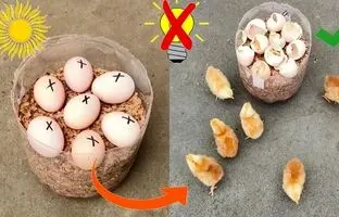  چگونه یک دستگاه جوجه کشی ساده با بطری پلاستیکی بسازیم؟ + ویدئو