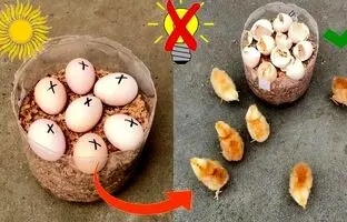  چگونه یک دستگاه جوجه کشی ساده با بطری پلاستیکی بسازیم؟ + ویدئو