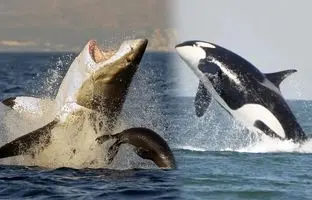 حمله ترسناک نهنگ عنبر به کوسه در اقیانوس؛ نبردی میان دو غول مرگبار دنیای زیر آب + ویدئو