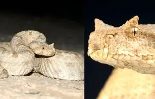 سوریه خطرناک‌ترین افعی‌ها را دارد + تصویر