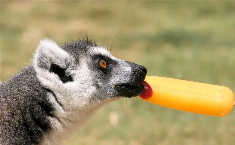 روش خوشمزه یک باغ وحش برای مقابله با گرما در برابر حیوانات + ویدئو