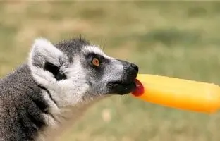 روش خوشمزه یک باغ وحش برای مقابله با گرما در برابر حیوانات + ویدئو