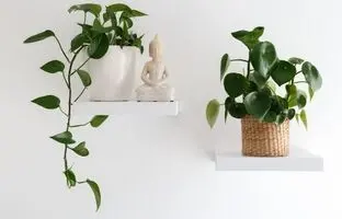 7 گیاه آپارتمانی خوش یمن برای سال مار و سال 1404