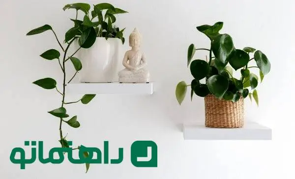 7 گیاه آپارتمانی خوش یمن برای سال مار و سال 1404