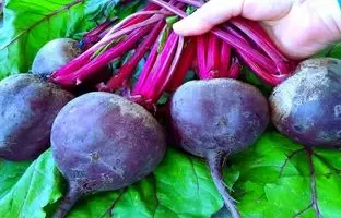  طرز تهیه ترشی لبو به روش متفاوت یک آشپز اهل ترکیه + ویدئو