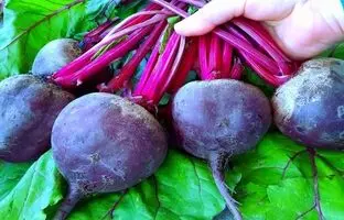  طرز تهیه ترشی لبو به روش متفاوت یک آشپز اهل ترکیه + ویدئو