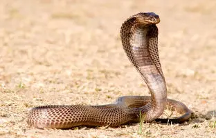 ساخت پادزهری بی‌سابقه با کمک دانشمندی که بیش از ۲۰۰ بار توسط مارهای سمی گزیده شد!