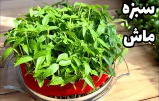 آموزش درست کردن «سبزه ماش» برای عید در 10 روز + ویدئو