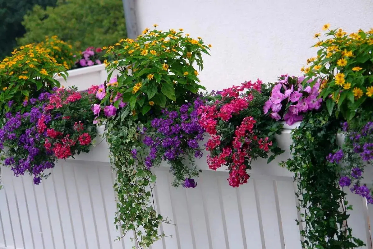  13 گل و گیاه زیبا برای بالکن‌ های کوچک و بزرگ