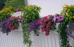  13 گل و گیاه زیبا برای بالکن‌ های کوچک و بزرگ