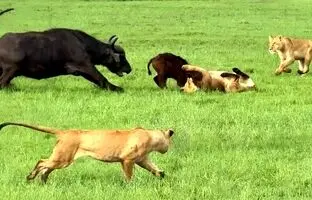 دفاع جانانه مادر بوفالو از فرزندش در برابر گله شیرهای درنده + ویدئو!