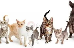 فیلمی باورنکردنی از تکامل گربه‌ها طی ۴ میلیارد سال + ویدئو