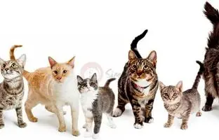 فیلمی باورنکردنی از تکامل گربه‌ها طی ۴ میلیارد سال + ویدئو