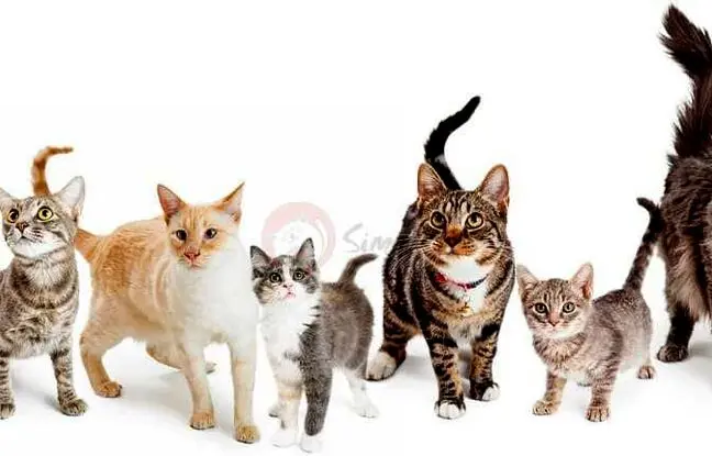 فیلمی باورنکردنی از تکامل گربه‌ها طی ۴ میلیارد سال + ویدئو