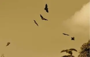 آنچه باید درباره خفاش‌ها و هاری بدانید