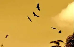 آنچه باید درباره خفاش‌ها و هاری بدانید