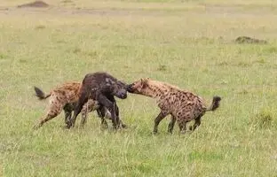 کفتار‌ها بی‌رحمانه یک گوساله بوفالو را تکه پاره کردند + ویدئو