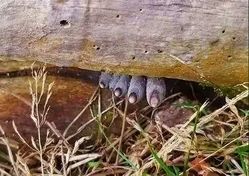 (تصویر) بیرون زدن انگشتان مرده از تنه درخت 