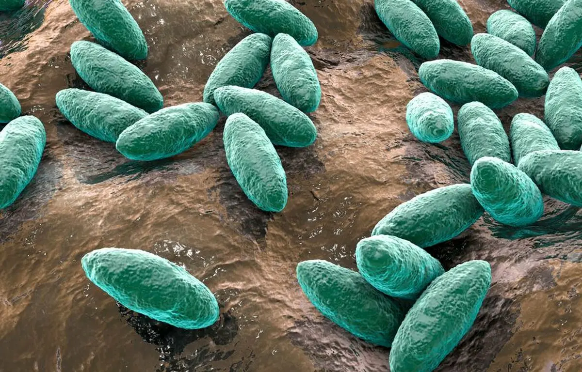 
شیوع تب مالت؛ بیماری هزارچهره بومی
