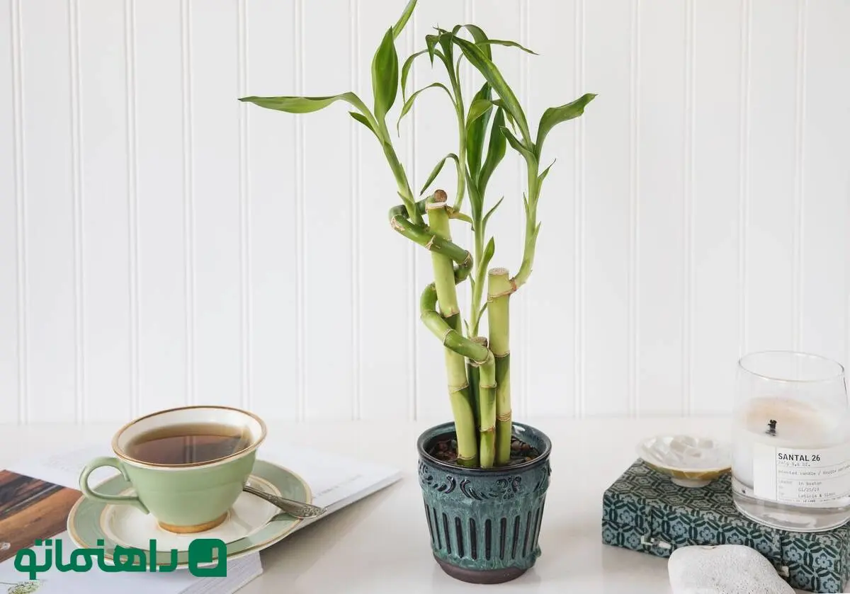 چطور از گیاه بامبو شانس در خانه نگهداری کنیم؟