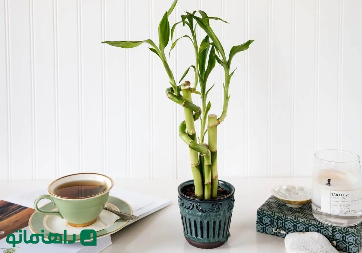 چطور از گیاه بامبو شانس در خانه نگهداری کنیم؟
