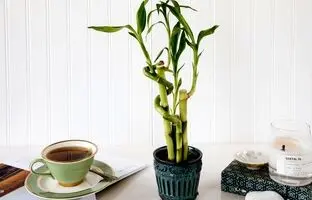 چطور از گیاه بامبو شانس در خانه نگهداری کنیم؟