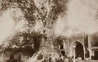 تصویری بسیار قدیمی از امامزاده صالح(ع)/ کهنسال‌ترین چنار شمیران به روایت سیاحان خارجی + تصویر