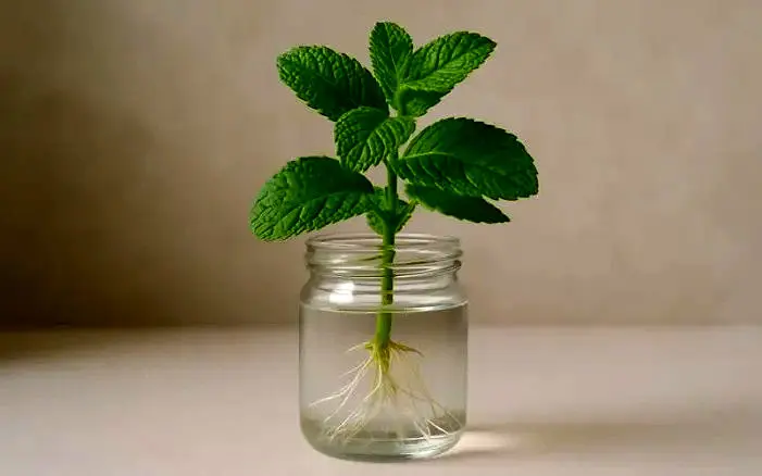  ۶ سبزی و گیاهی که در آب رشد می‌کنند!