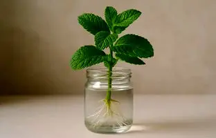  ۶ سبزی و گیاهی که در آب رشد می‌کنند!