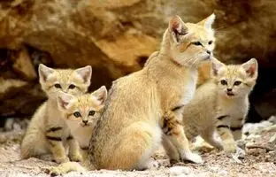 نجات یک گونه بسیار کمیاب از تله زنده‌گیری + ویدئو