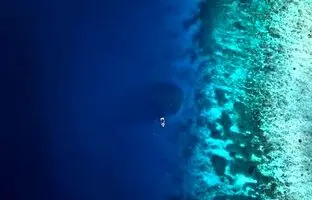 موجود غول‌پیکر دریایی که از نهنگ‌ آبی بزرگ‌تر است