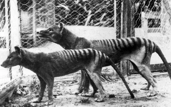 جانور منقرض‌شده به طبیعت باز می‌گردد/ ژنوم کامل ببر تاسمانی رمزگشایی شد!