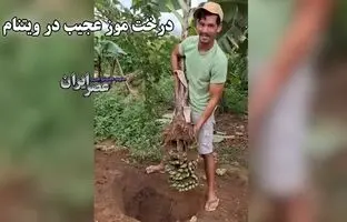 درخت موز عجیب در ویتنام / درختی که ریشه‌اش موز داد+ویدئو
