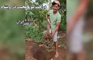 درخت موز عجیب در ویتنام / درختی که ریشه‌اش موز داد+ویدئو