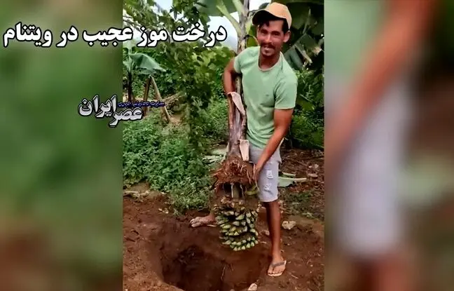 درخت موز عجیب در ویتنام / درختی که ریشه‌اش موز داد+ویدئو