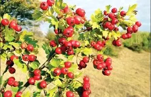 تنها جنگل زالزالک ایران اینجاست