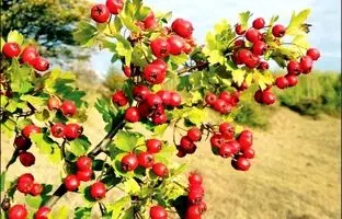 تنها جنگل زالزالک ایران اینجاست