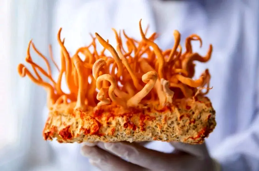 کشف درمان سرطان از یک قارچ عجیب هیمالیایی
