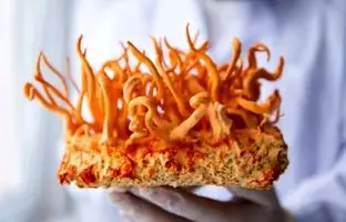 کشف درمان سرطان از یک قارچ عجیب هیمالیایی
