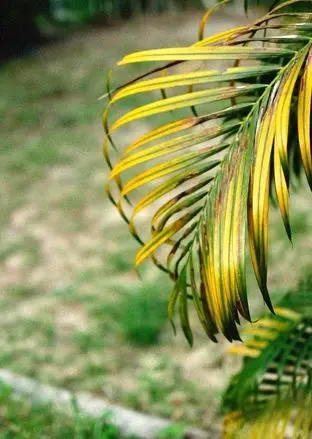 ۶ نشانه‌ای که باید گیاه آپارتمانی‌تان را دور بیندازید